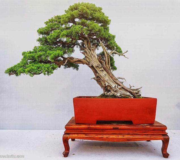 盆景初学者如何进行盆景翻盘?