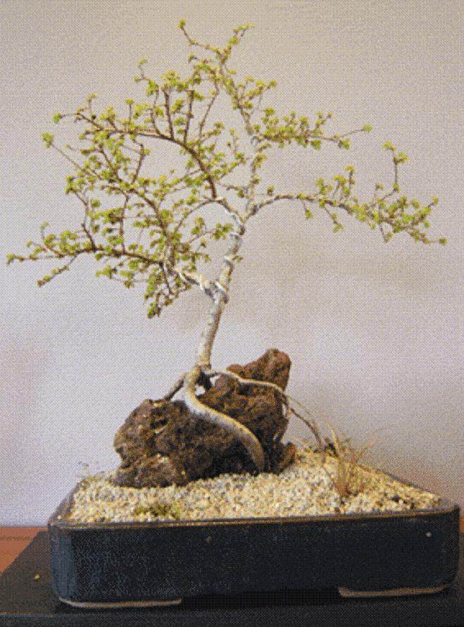 榆树 生长快 只需要三年就可制作成盆景