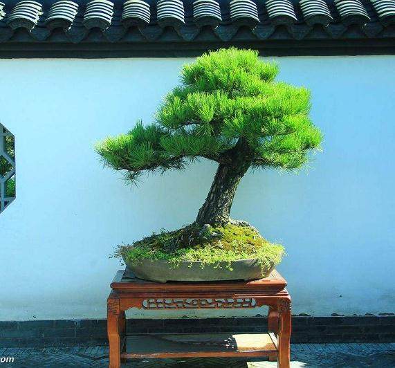如果你想要一个好的盆景 你需要得到正确的形状