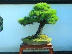 如果你想要一个好的盆景 你需要得到正确的形状