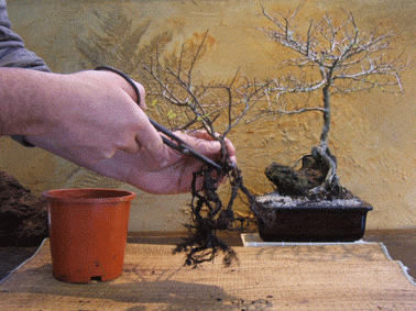 图解 中国榆树盆景的根岩石风格示范