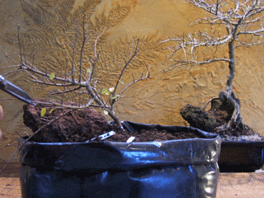 图解 中国榆树盆景的根岩石风格示范