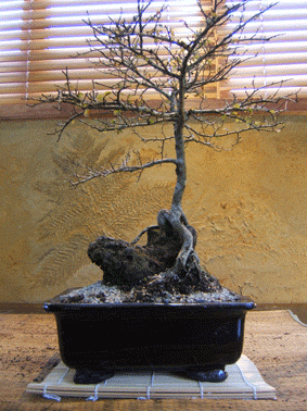 图解 中国榆树盆景的根岩石风格示范