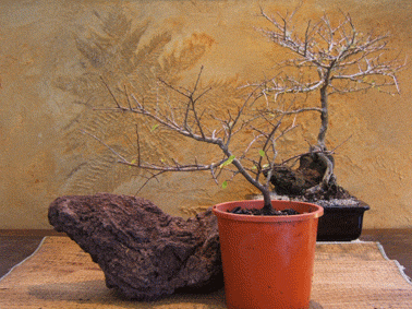 图解 中国榆树盆景的根岩石风格示范