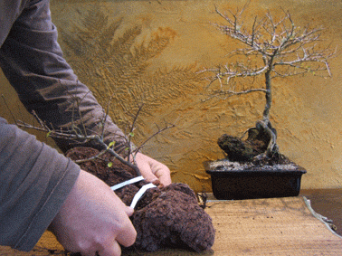 图解 中国榆树盆景的根岩石风格示范