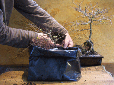 图解 中国榆树盆景的根岩石风格示范