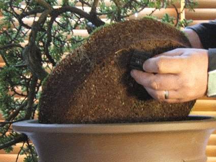 翻盘是为了防止盆景成为根系并且饿死