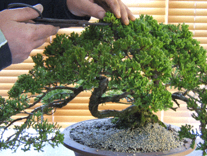 翻盘是为了防止盆景成为根系并且饿死