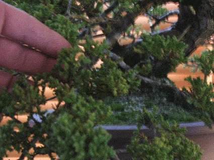 翻盘是为了防止盆景成为根系并且饿死