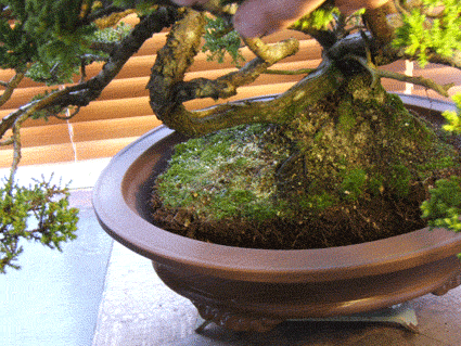 翻盘是为了防止盆景成为根系并且饿死