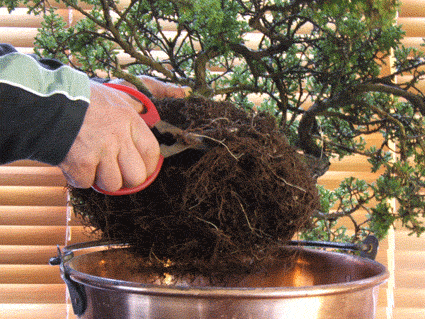 翻盘是为了防止盆景成为根系并且饿死