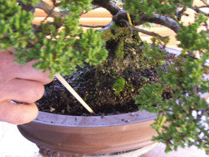 翻盘是为了防止盆景成为根系并且饿死