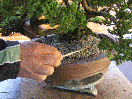 翻盘是为了防止盆景成为根系并且饿死