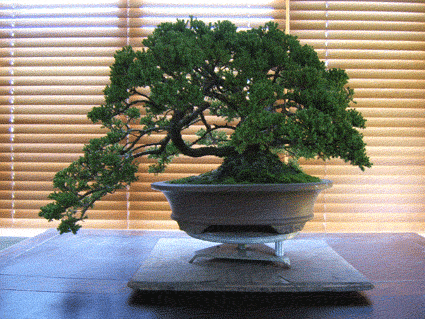 翻盘是为了防止盆景成为根系并且饿死