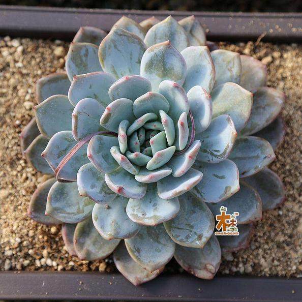 为什么一些养殖公司出高价买孙涛的多肉植物?