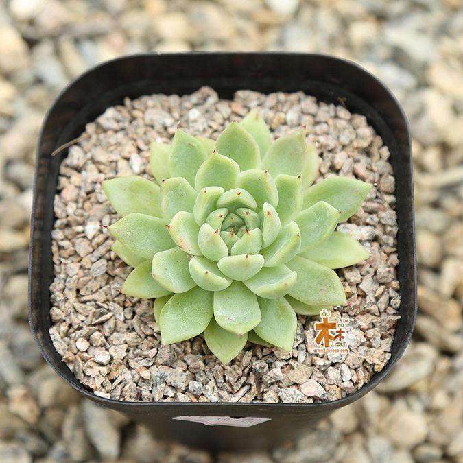 栽培多肉植物的5个要点