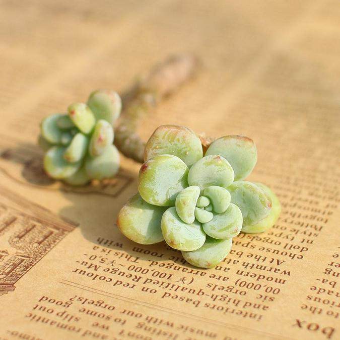 多肉植物就是多浆植物吗?