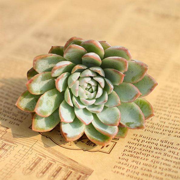 多肉植物每2年至3年的春季换盆一次