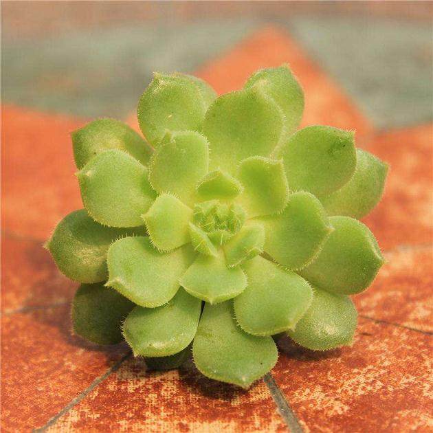 推荐几个能在室内长期生长的多肉植物