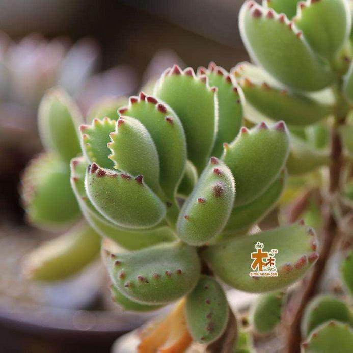 所谓的斑锦变异是指多肉植物颜色上的变异