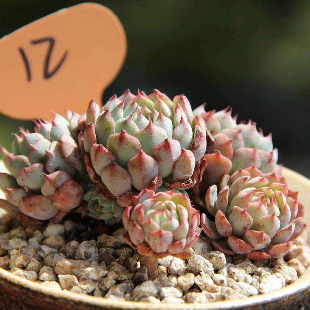 上海仙人掌多肉植物专业委员会成立15年来