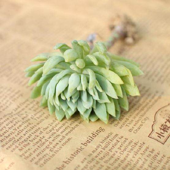 日本进口的多肉能卖到45百元一株