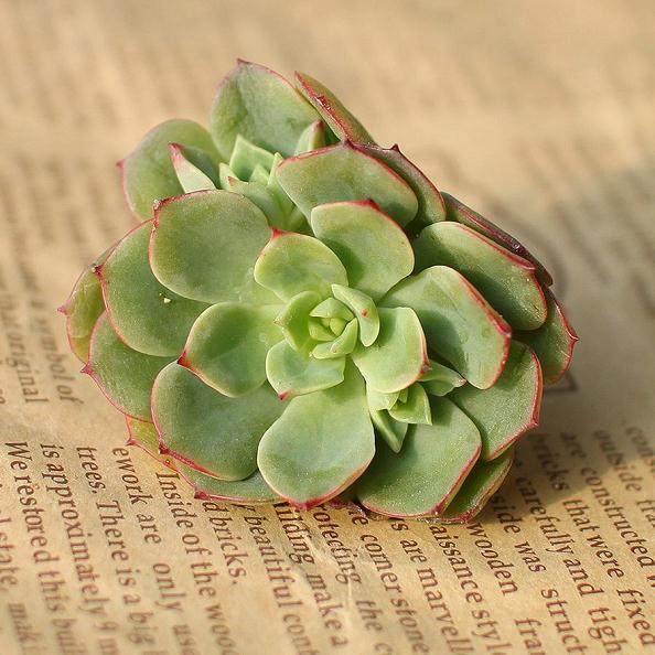 内外有不少多肉植物爱好者专门收集栽培此类花卉