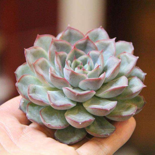 荷兰进口的化多肉植物价格 10多元人民币一盆