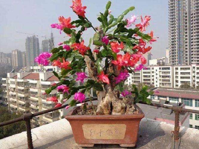 用于制作盆景的皱叶麒麟常用分株扦插来繁殖