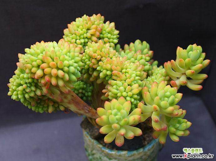 帝国缀化是一种时下比较受欢迎的多肉植物