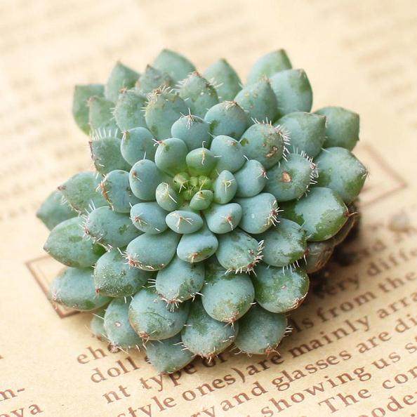 红化妆多肉都涨到了30 元至50元