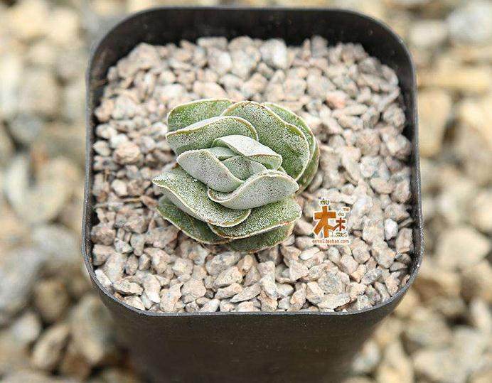 很多花友在多肉植物的管理中存在一些错误