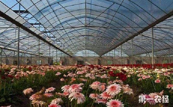 北京玉泉营花卉市场 种类齐全 价格便宜