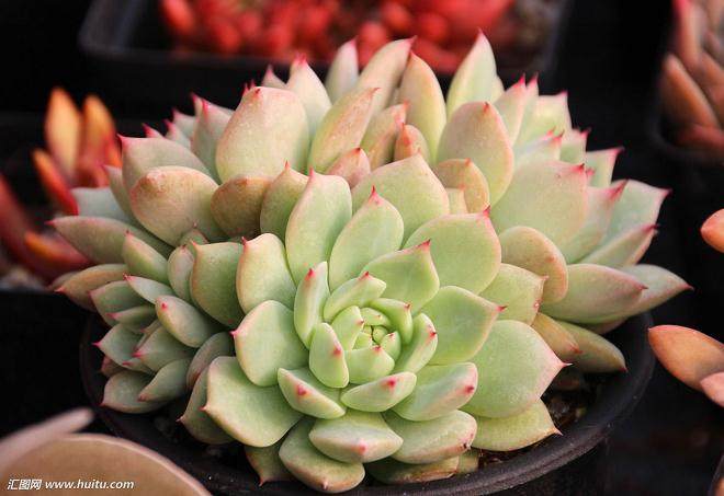 2012年 景天科多肉植物的销售量达2280万盆