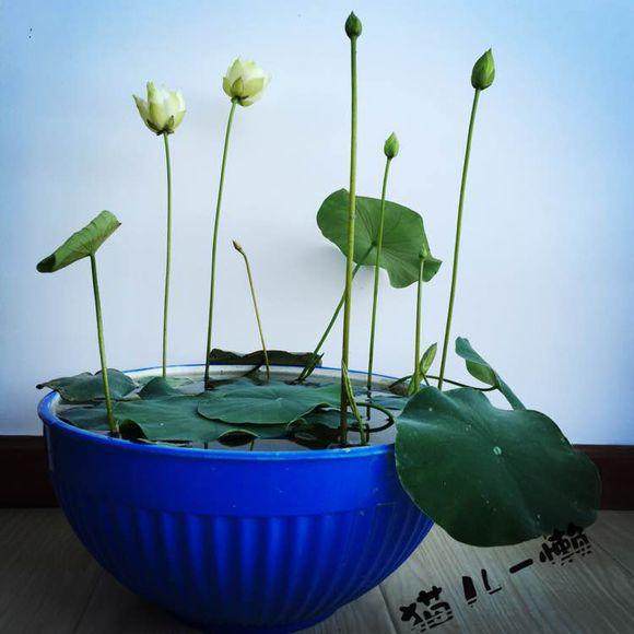 荷花盆栽的种的栽培管理