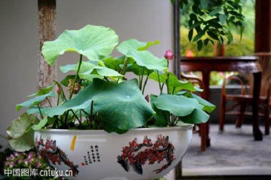 制作荷花盆栽的4个步骤