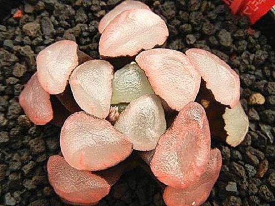 万象多肉嫁接的意义在于其生长速度非常快