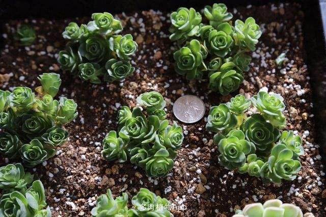 青岛进口多肉植物普货每株价格为3元至10元