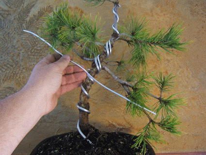 图解 盆景盘扎的常见错误