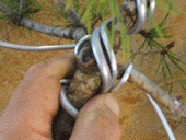 图解 盆景盘扎的常见错误