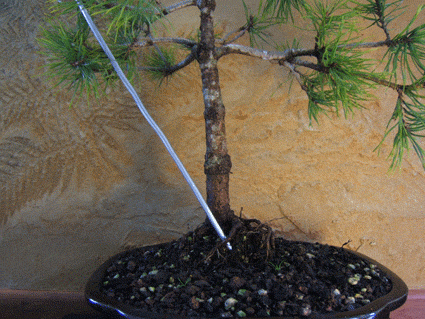 图解 盆景盘扎的常见错误