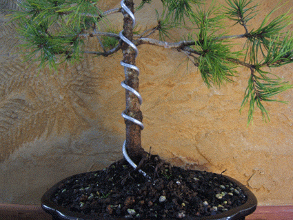 图解 盆景盘扎的常见错误