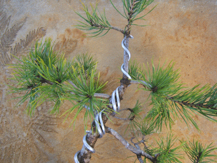 图解 盆景盘扎的常见错误