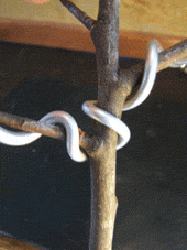 图解 盆景盘扎的常见错误