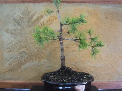 图解 盆景盘扎的常见错误