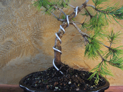 图解 盆景盘扎的常见错误