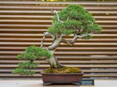 我将前往全国各地进行有趣的盆景活动