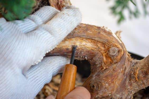 图解 为初学者提供的盆景雕刻技巧