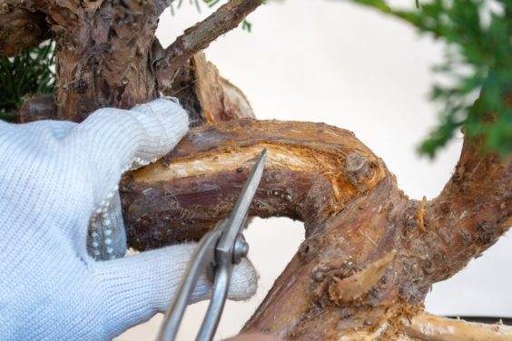 图解 为初学者提供的盆景雕刻技巧