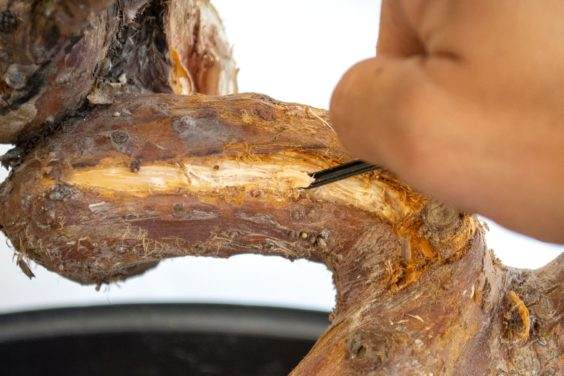 图解 为初学者提供的盆景雕刻技巧